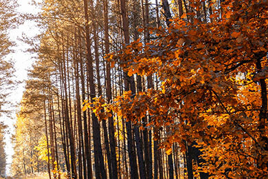 开云体育app-印尼羽毛球队轻取印度羽毛球队，林丹制霸全场：羽毛球世界的激情碰撞与明星风采