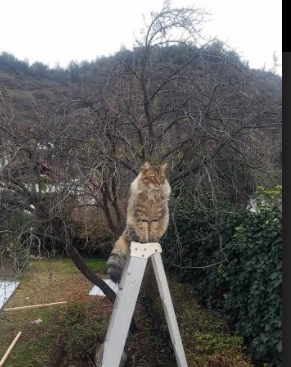 卡瓦哈尔的孤独救赎，当绝杀成为撕裂夜空的唯一光亮