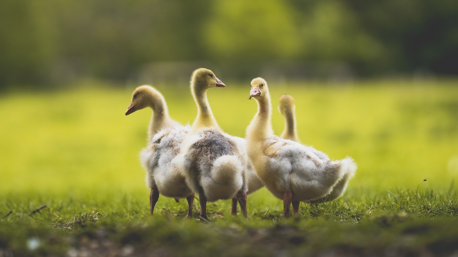 福克斯火力全开搅动西部，绿军铁蹄无情碾压东部格局—双线战报与赛季前瞻